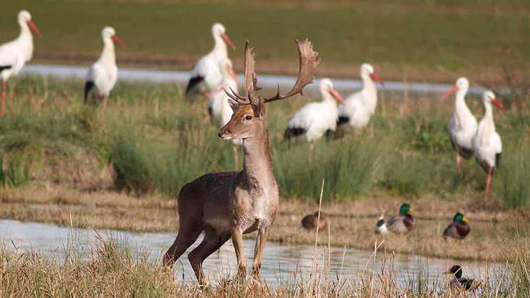 Parc Natural dels Aiguamolls de l’Empordà